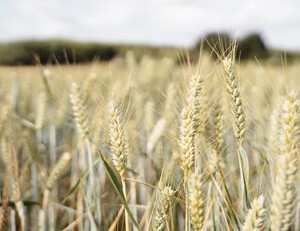 热刺前锋凯恩破门助球队逆转